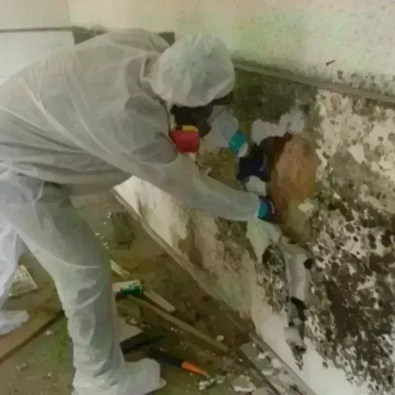 Mold Remediation and Removal in Leachville, AR